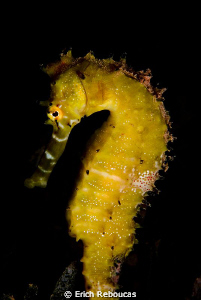 Thorny Seahorse by Erich Reboucas 